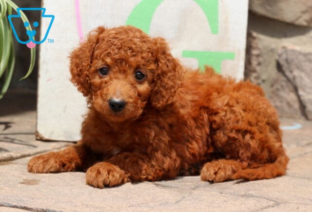 Red Cockapoo puppy lying on a stone patio, looking up with gentle eyes, framed by a sign and green houseplant. image