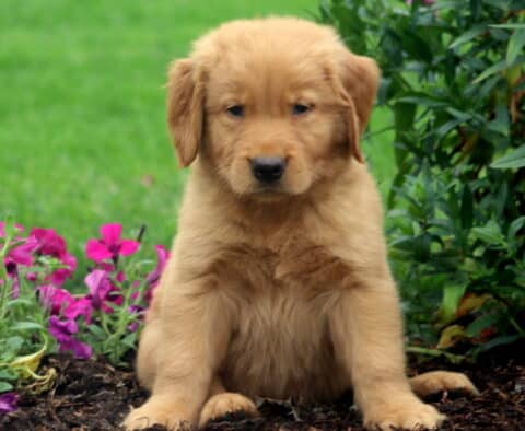 Kash Golden