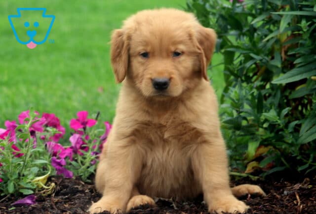 Kash Golden image