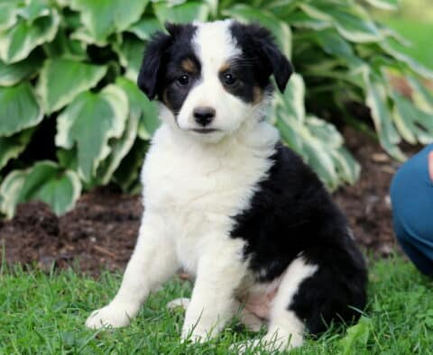 Kelsey Mini Austrlaian Shepherd (1)