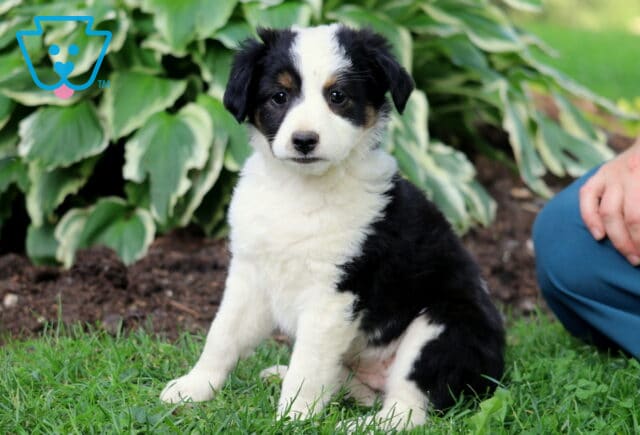 Tri-color Mini Australian Shepherd puppy with a fluffy white coat, black patches, and tan accents, sitting in the grass near hosta plants beside a person. image