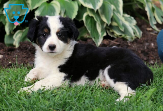 Tri-color Mini Australian Shepherd puppy with a white face, black coat, and tan accents, lying in the grass near green hosta plants with a person sitting nearby. image