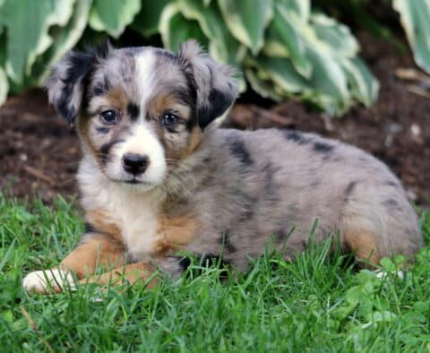 Keyla Mini Australian Shepherd