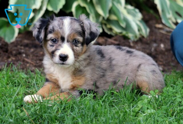 Blue merle Mini Australian Shepherd puppy with a white snout and tan markings, lying in green grass with hosta plants in the background. image