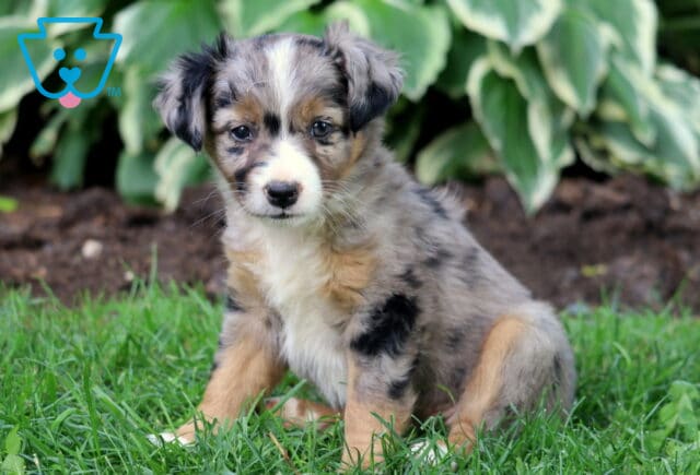Blue merle Mini Australian Shepherd puppy with tan legs and a white chest, sitting upright in green grass with leafy plants in the background. image