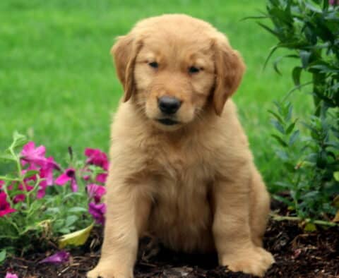 King Golden