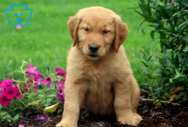 King Golden image