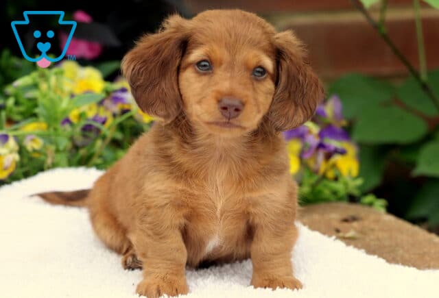 Mini Dachshund puppy with a fluffy reddish coat and expressive eyes sitting on a white blanket, with vibrant flowers and greenery creating a colorful background. image