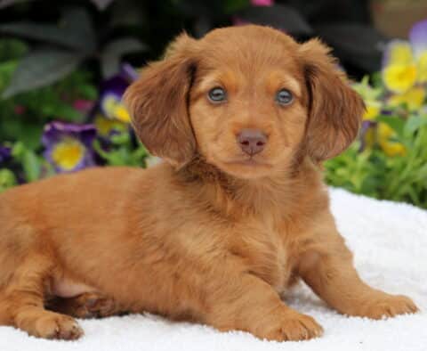 Long-haired Mini Dachshund puppy with a soft reddish-brown coat lying on a white blanket, looking calmly at the camera with colorful pansies in the background.