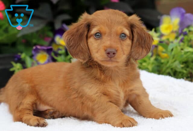 Long-haired Mini Dachshund puppy with a soft reddish-brown coat lying on a white blanket, looking calmly at the camera with colorful pansies in the background. image