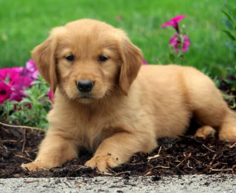 Kiwi Golden