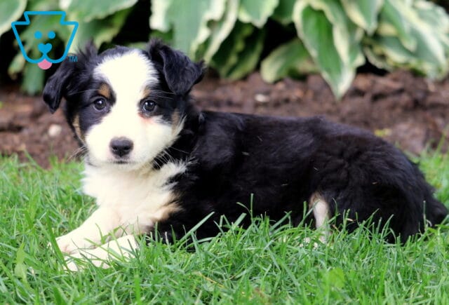 Mini Australian Shepherd puppy with a white face, black coat, and tan eyebrows, lying in the grass in front of leafy garden plants. image