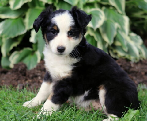 Kiwi Mini Australian Shepherd2