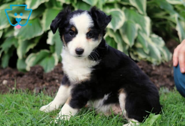 Tri-color Mini Australian Shepherd puppy with a white face and chest, black coat, and tan highlights, sitting in the grass near a person and leafy garden plants. image