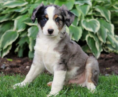 Blue merle Mini Australian Shepherd puppy with one blue eye, tan points, and a white chest, sitting in grass with hosta plants in the background.