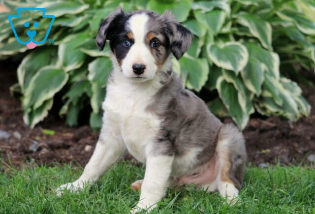 Blue merle Mini Australian Shepherd puppy with one blue eye, tan points, and a white chest, sitting in grass with hosta plants in the background. image