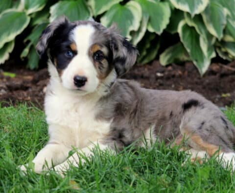 Kolby Mini Australian Shepherd2