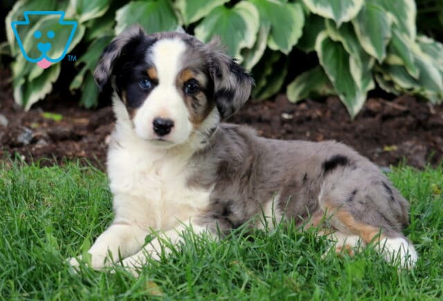 Blue merle Mini Australian Shepherd puppy with a white chest and tan markings, lying on green grass in front of a garden bed filled with leafy hostas. image
