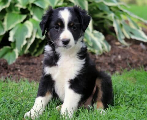 Kyle Mini Australian Shepherd