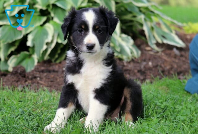 Black, white, and tan Mini Australian Shepherd puppy with a white blaze on its face, sitting attentively on grass beside a garden bed with lush hostas. image