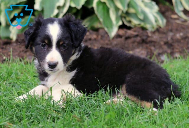 Tri-color Mini Australian Shepherd puppy with a black coat, white chest, and tan highlights, lying on the grass in front of a garden bed with green hostas. image