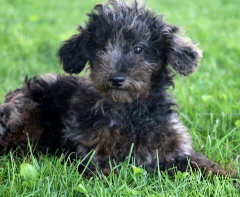 Curly-coated Cockapoo puppy with a mix of black and tan fur lying in the grass, looking alert with one ear perked slightly forward.