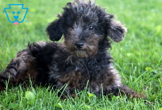 Curly-coated Cockapoo puppy with a mix of black and tan fur lying in the grass, looking alert with one ear perked slightly forward. image