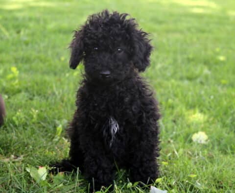 Curly-haired black Cockapoo puppy with a small white patch on its chest sitting upright on a grassy lawn, looking calmly at the camera.