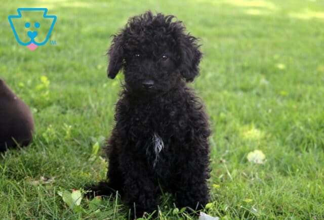 Curly-haired black Cockapoo puppy with a small white patch on its chest sitting upright on a grassy lawn, looking calmly at the camera. image