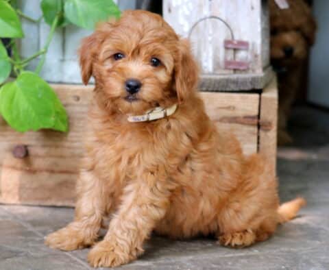 Fluffy apricot Mini Goldendoodle puppy wearing a cream-colored collar, sitting on a tile floor beside a wooden crate and leafy green plant.