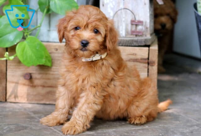 Fluffy apricot Mini Goldendoodle puppy wearing a cream-colored collar, sitting on a tile floor beside a wooden crate and leafy green plant. image