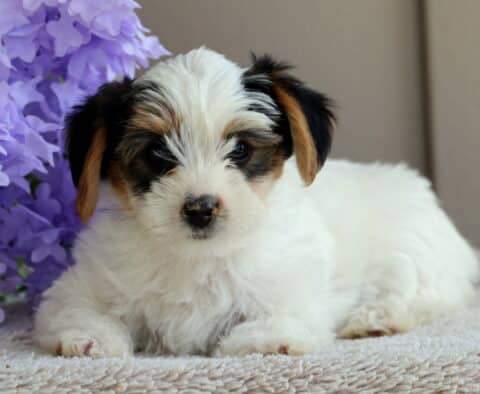 Lefty Yorkie