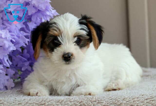 Lefty Yorkie image