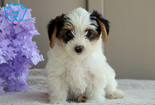 Lefty Yorkie2 image