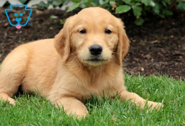Golden Retriever puppy resting on green grass with a sweet expression and soft golden coat, near a garden edge. image