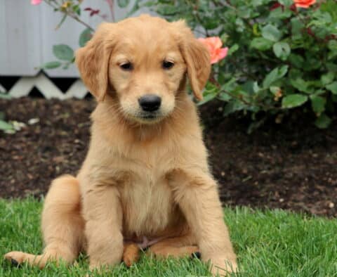 Golden Retriever puppy sitting on green grass with a soft golden coat, framed by blooming roses and a garden backdrop.