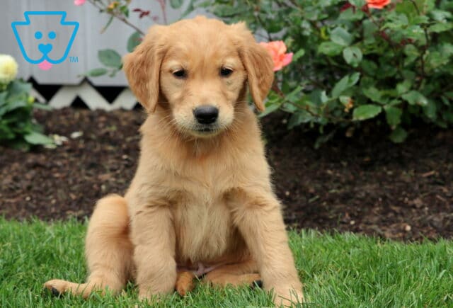 Golden Retriever puppy sitting on green grass with a soft golden coat, framed by blooming roses and a garden backdrop. image