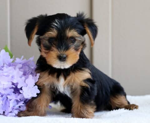Lenny Yorkie