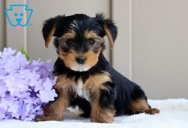 Lenny Yorkie image
