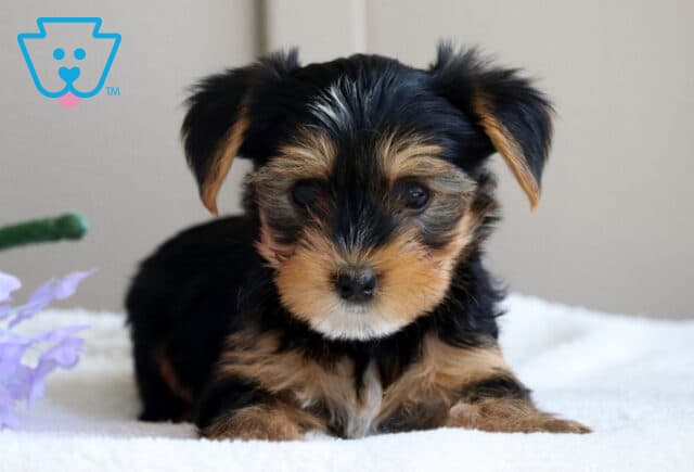 Lenny Yorkie2 image