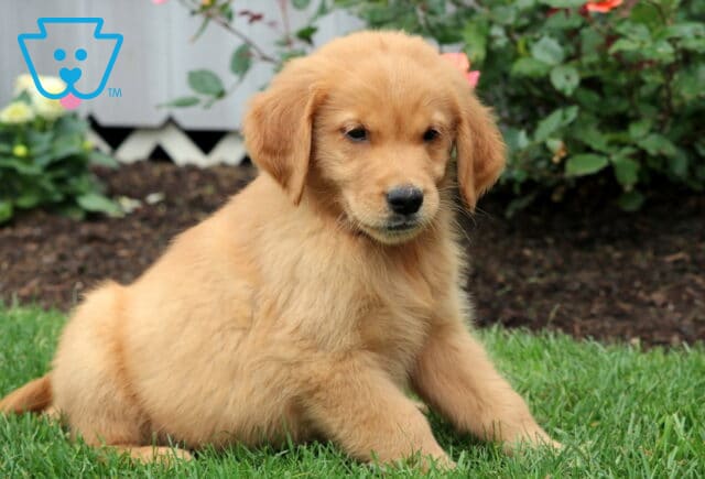 Fluffy Golden Retriever puppy lounging on the grass with a calm expression, surrounded by flower beds in the background. image