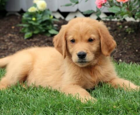 Golden Retriever puppy lying comfortably on the grass with a relaxed gaze, surrounded by blooming flowers and garden soil.