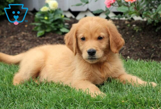 Golden Retriever puppy lying comfortably on the grass with a relaxed gaze, surrounded by blooming flowers and garden soil. image