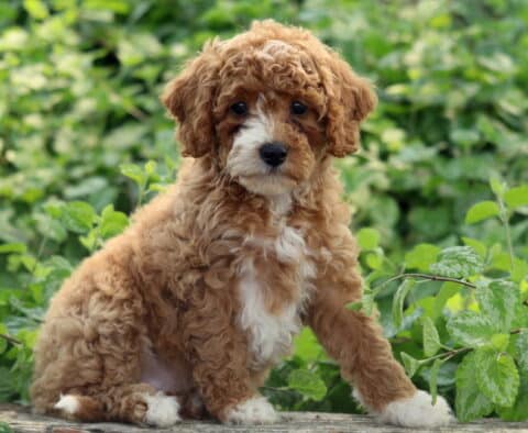 Leona Cavapoo