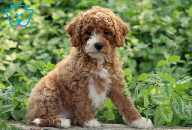 Leona Cavapoo image