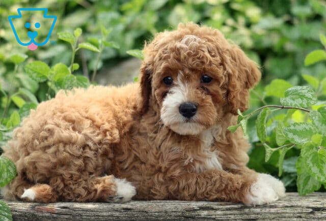 Leona Cavapoo2 image
