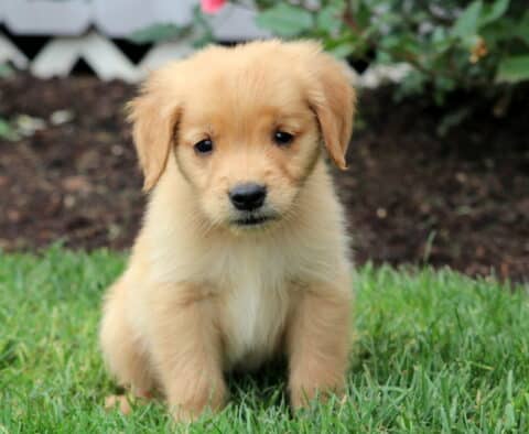 Adorable Golden Retriever puppy sitting on green grass with a sweet, curious expression and soft golden fur.