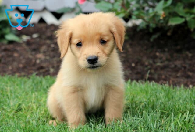 Adorable Golden Retriever puppy sitting on green grass with a sweet, curious expression and soft golden fur. image