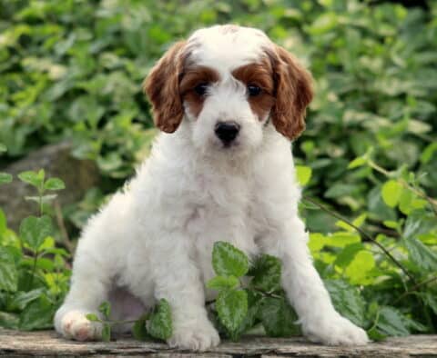 Liam Cavapoo