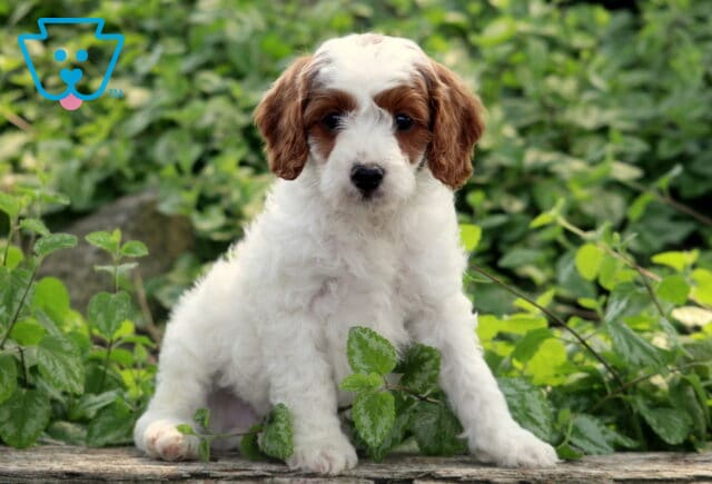 Liam Cavapoo image
